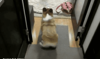 The 20 Greatest Dog GIFs of All Times