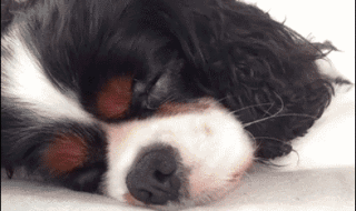 The 20 Greatest Dog GIFs of All Times