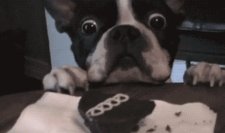 The 20 Greatest Dog GIFs of All Times