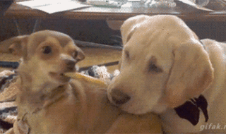 The 20 Greatest Dog GIFs of All Times