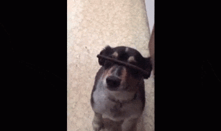 The 20 Greatest Dog GIFs of All Times