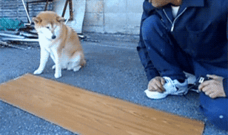 The 20 Greatest Dog GIFs of All Times