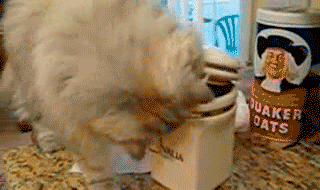 The 20 Greatest Dog GIFs of All Times