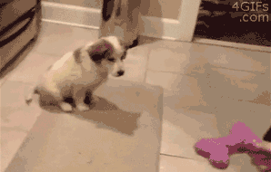 The 20 Greatest Dog GIFs of All Times