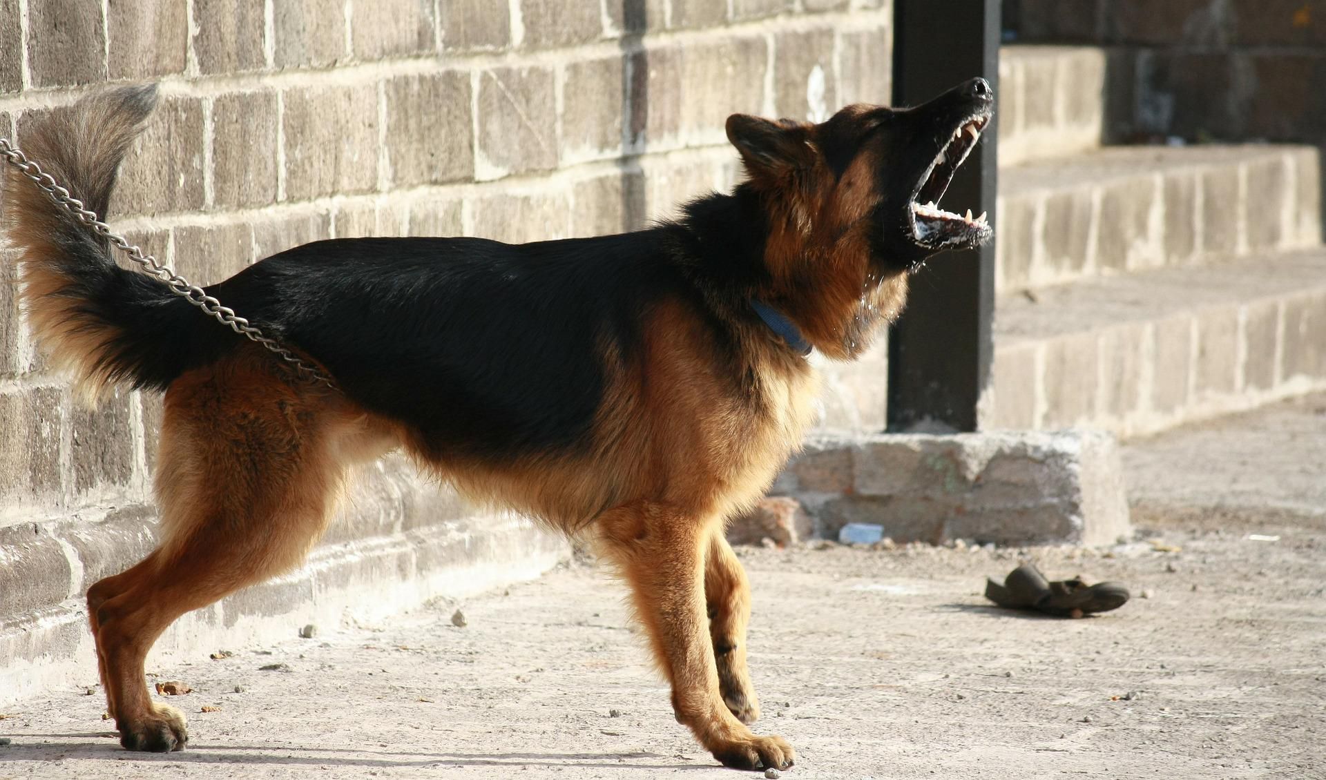 Put a Stop to Your Dog's Excessive Barking