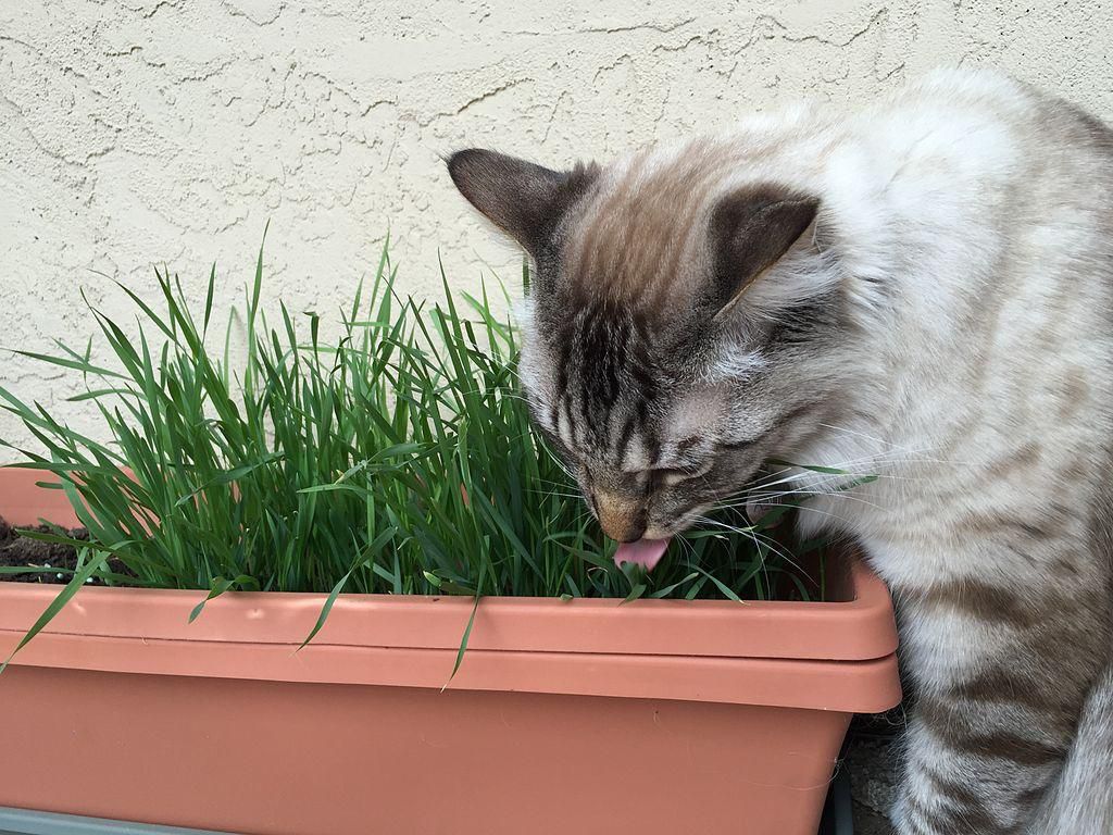 Why Do Cats Nibble on Grass PetCareRx