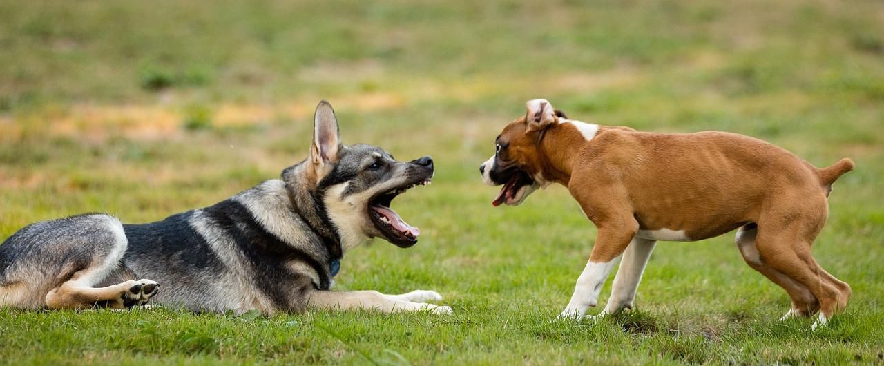 Is Your Dog Playing Too Rough?