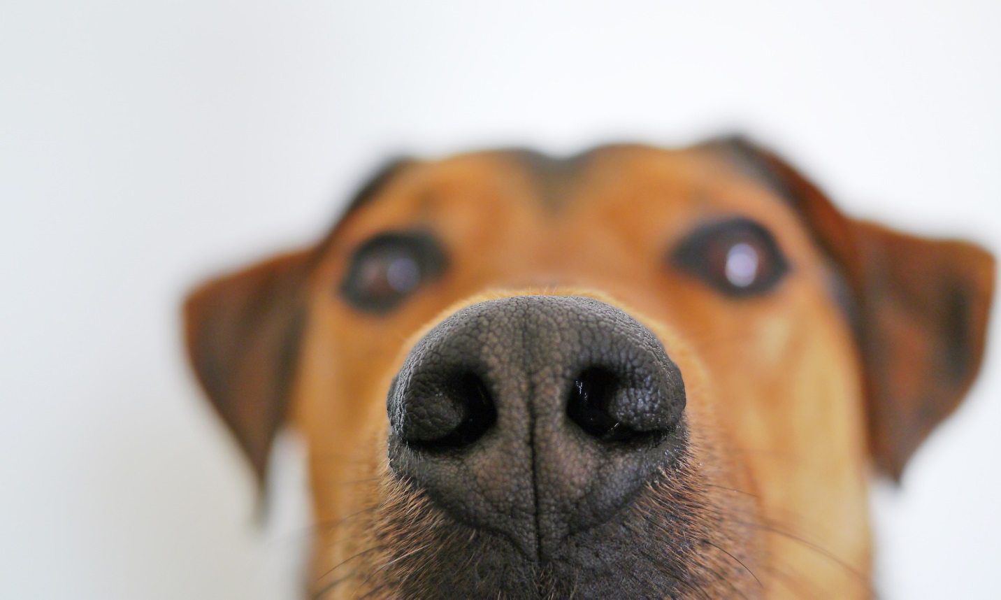 why-do-dogs-only-sniff-at-certain-people-petcarerx