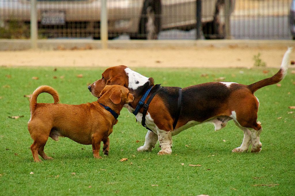 Dog Park Rules That Every Pet Owner Should Know