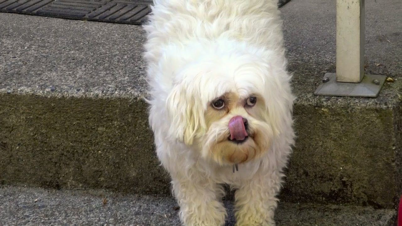 How to Take Care of an Abused Dog? PetCareRx