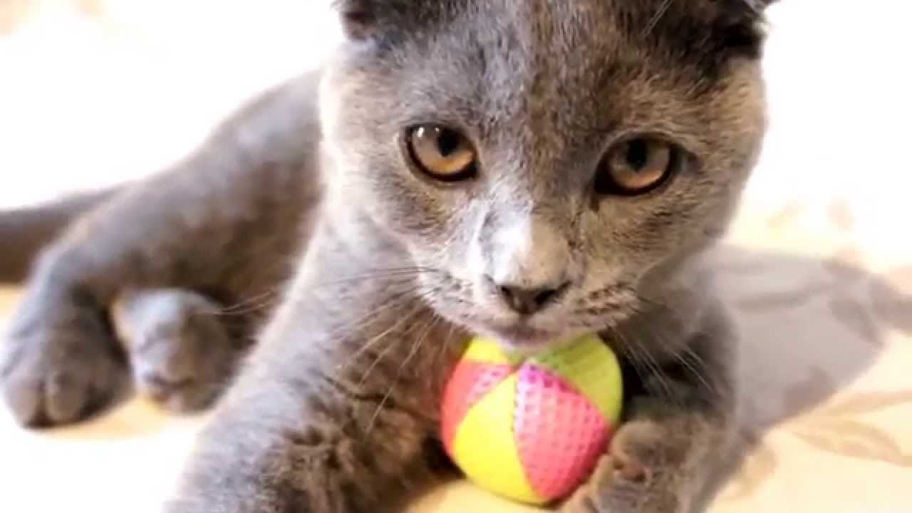 Identifying and Dealing With Stress in Your Cat