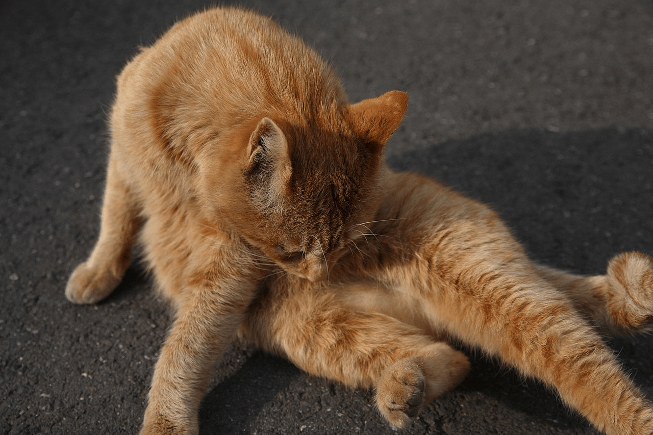 When Older Cats Stop Grooming