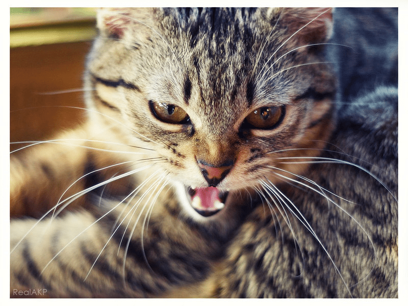 All You Need to Know About Cat Aggression