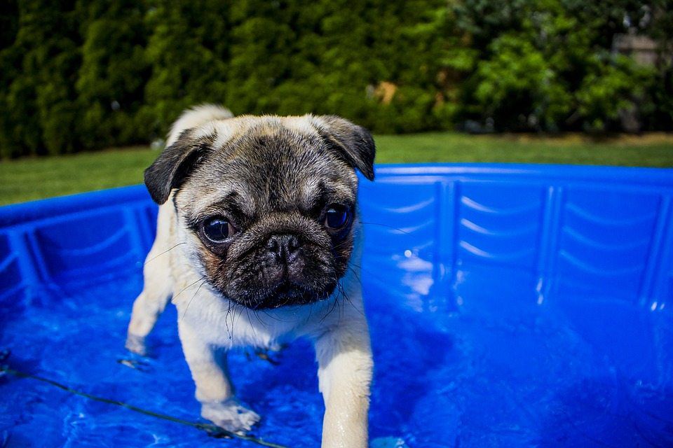 Summer Safety Tips For Your Canine Companion