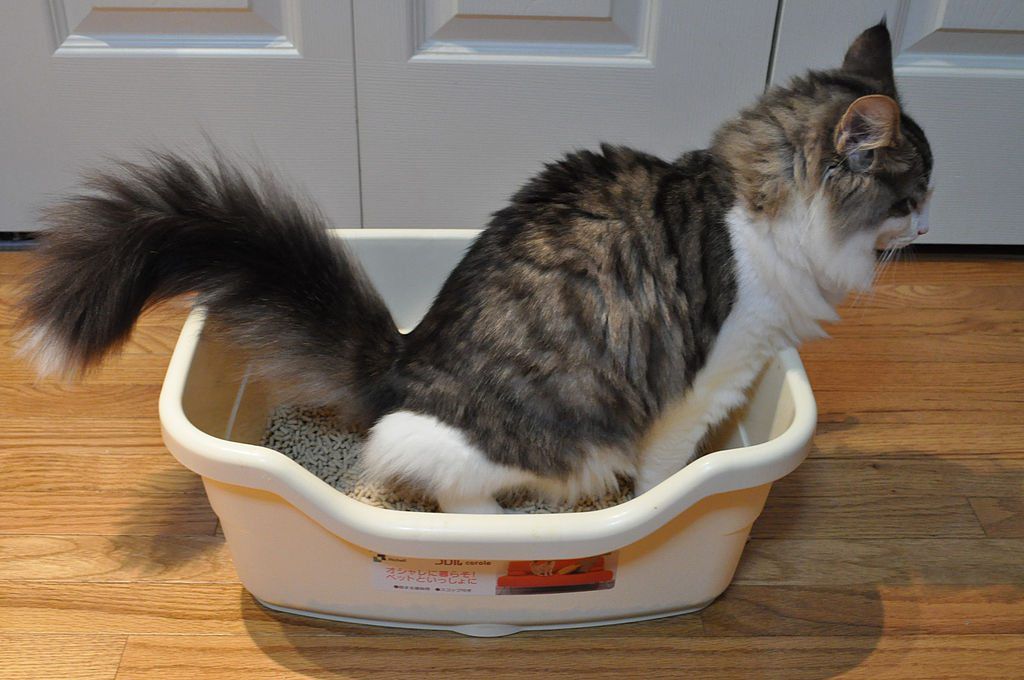 How to Manage Kitty Litter Boxes?
