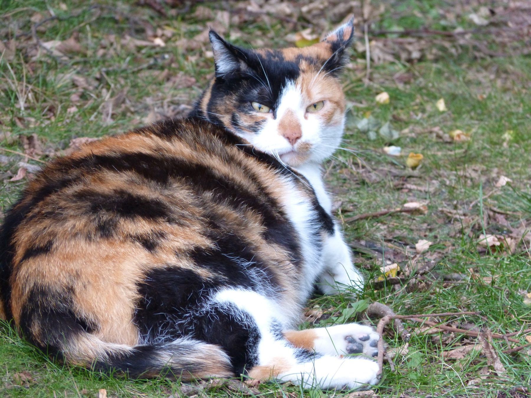 Can cats tell if you 2024 are pregnant