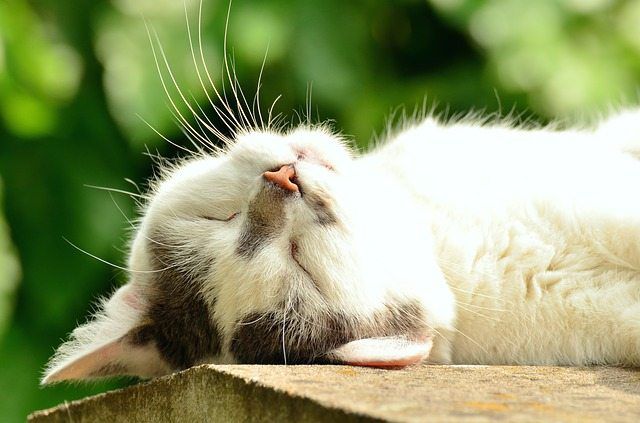 Common Skin Problems that Afflict Cats
