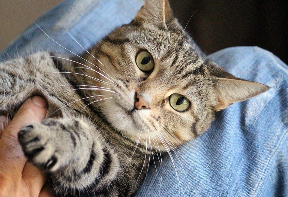Convulsions and Seizures In Cats PetCareRx