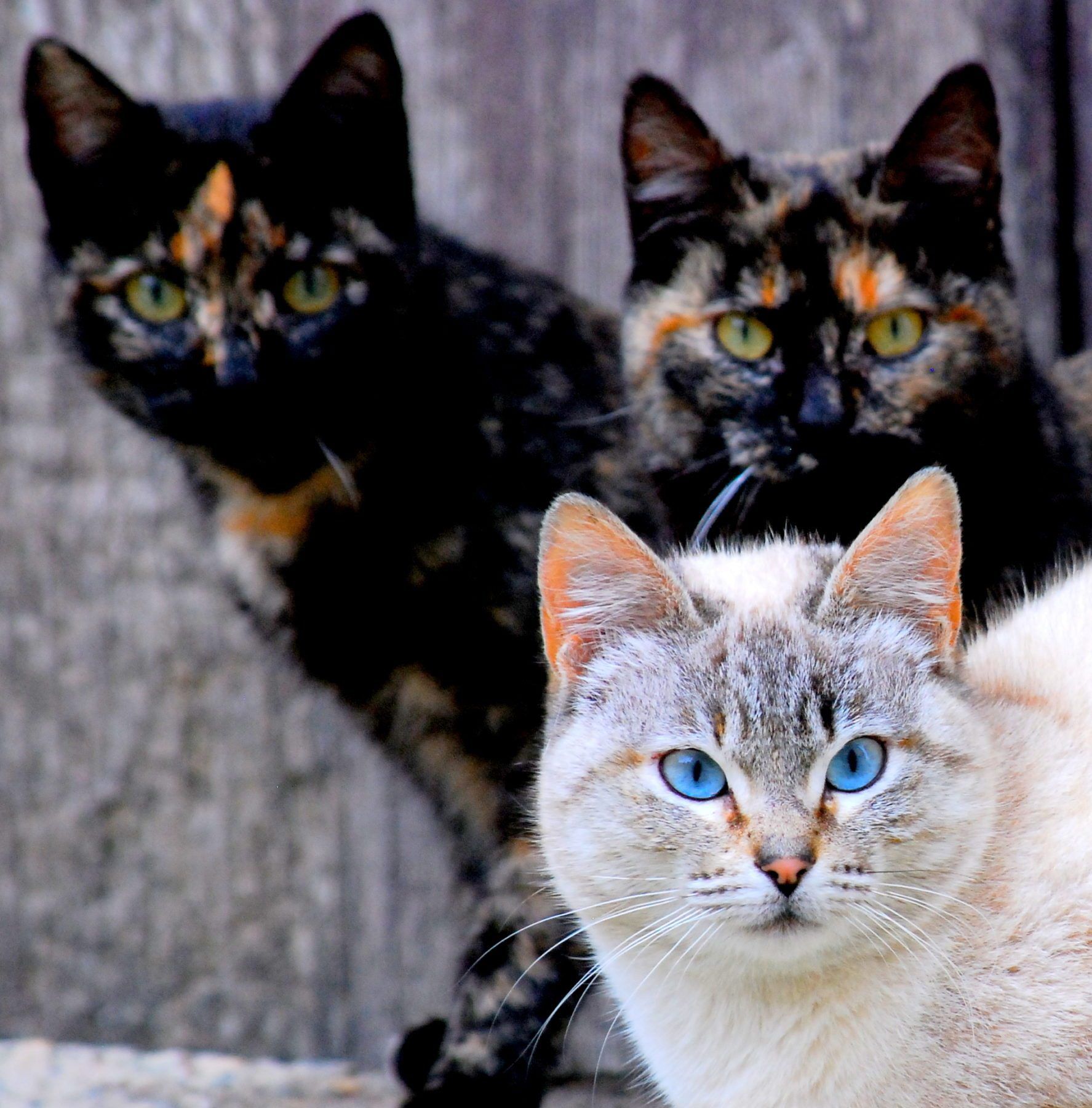 The Social Structure Of Cats