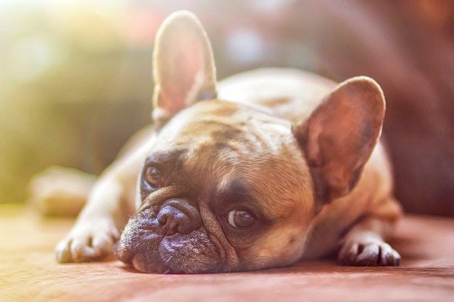 Dog Illnesses That Can be Adversely Impacted by Diet Quality