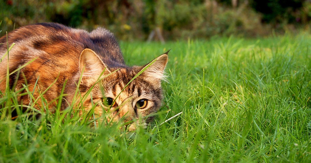 How to Turn Your Cat’s Meal Time Into a Hunting Game