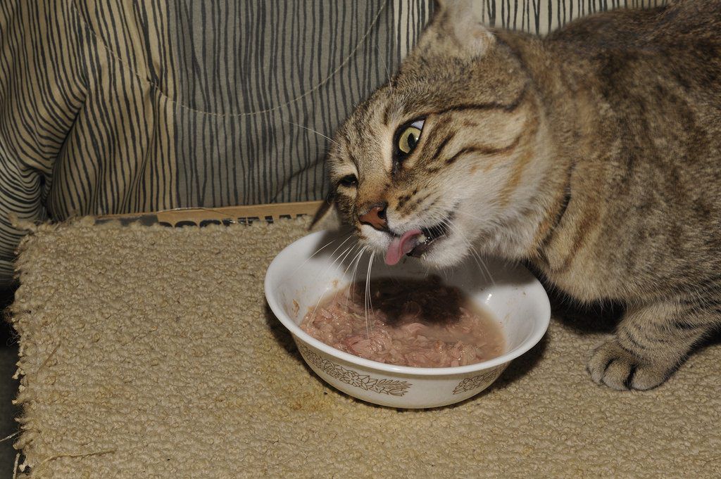 How to Choose the Ideal Cat Food?