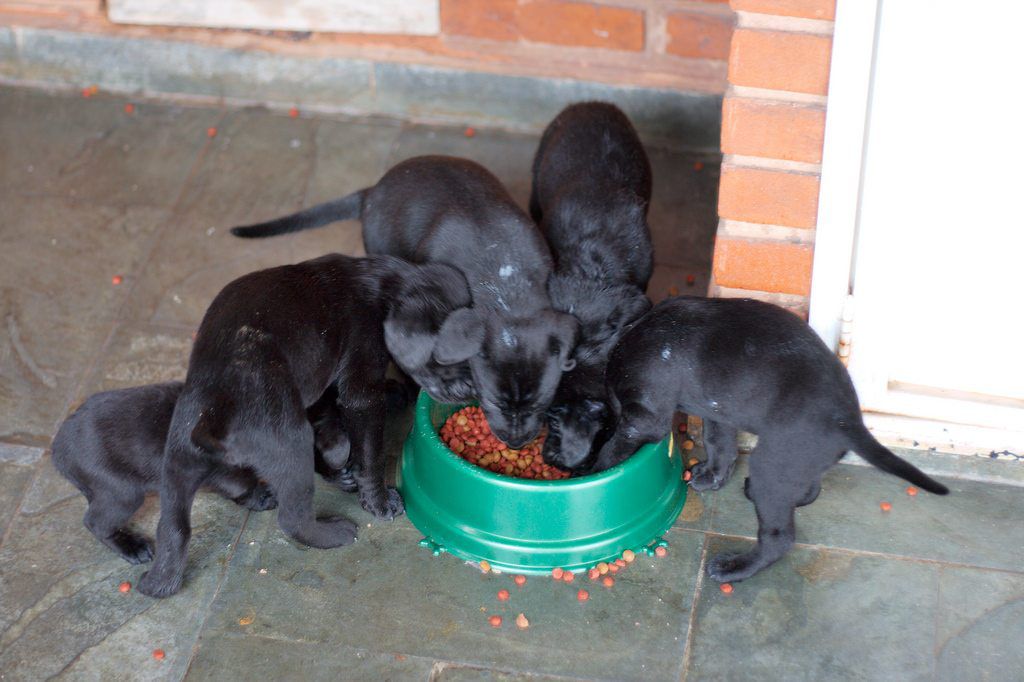 How to Choose Puppy Food