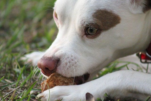 Can Your Dog Survive on a Starch-Rich Diet?