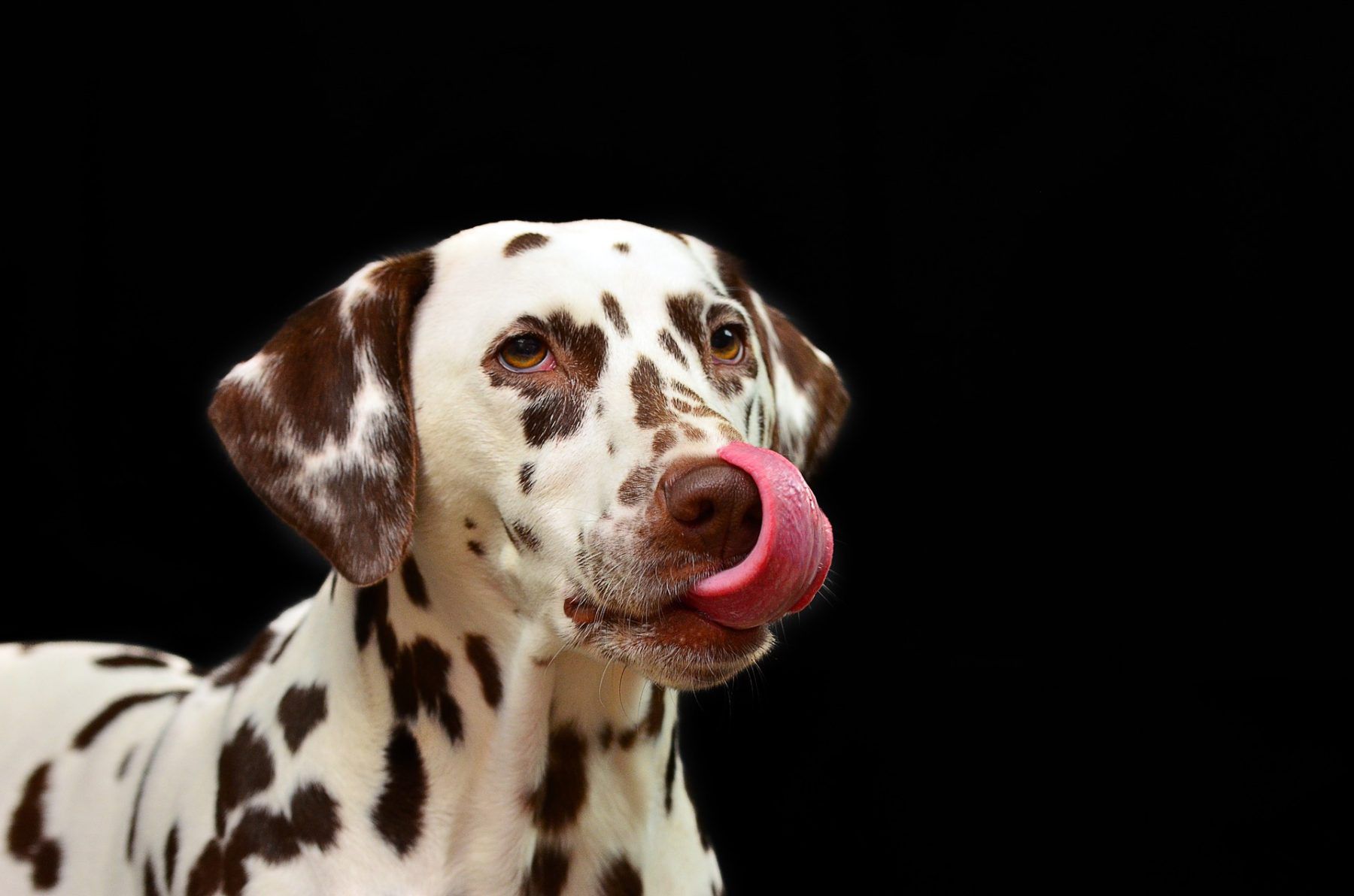 Dog Saliva: Facts and Myths | PetCareRx