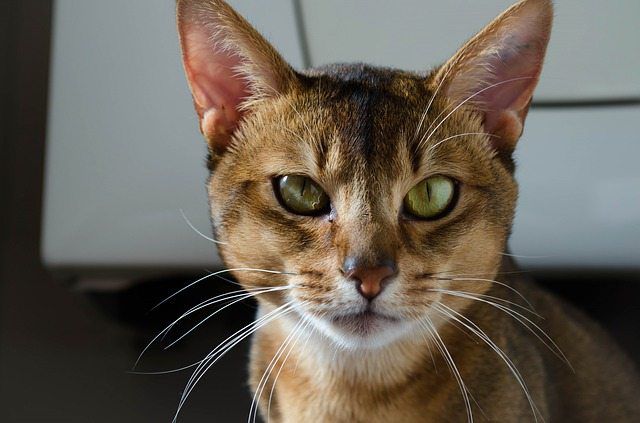 Everything you Need to Know About the Abyssinian Cat Breed