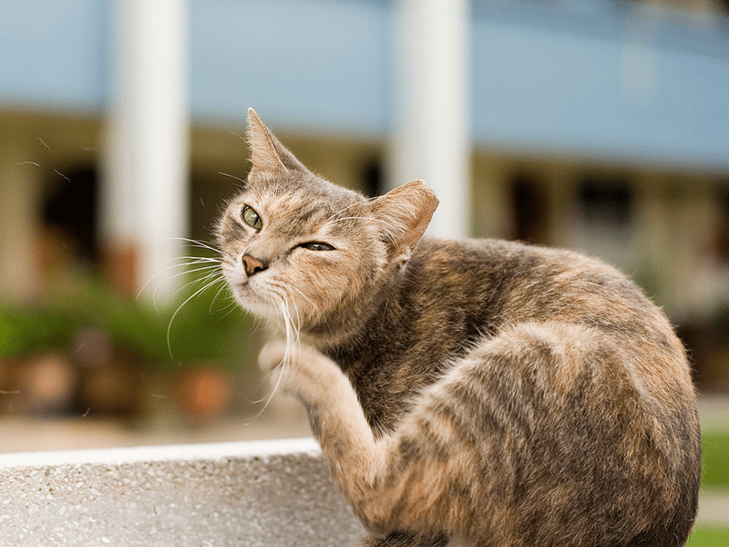 Why Is Your Cat Itchy?