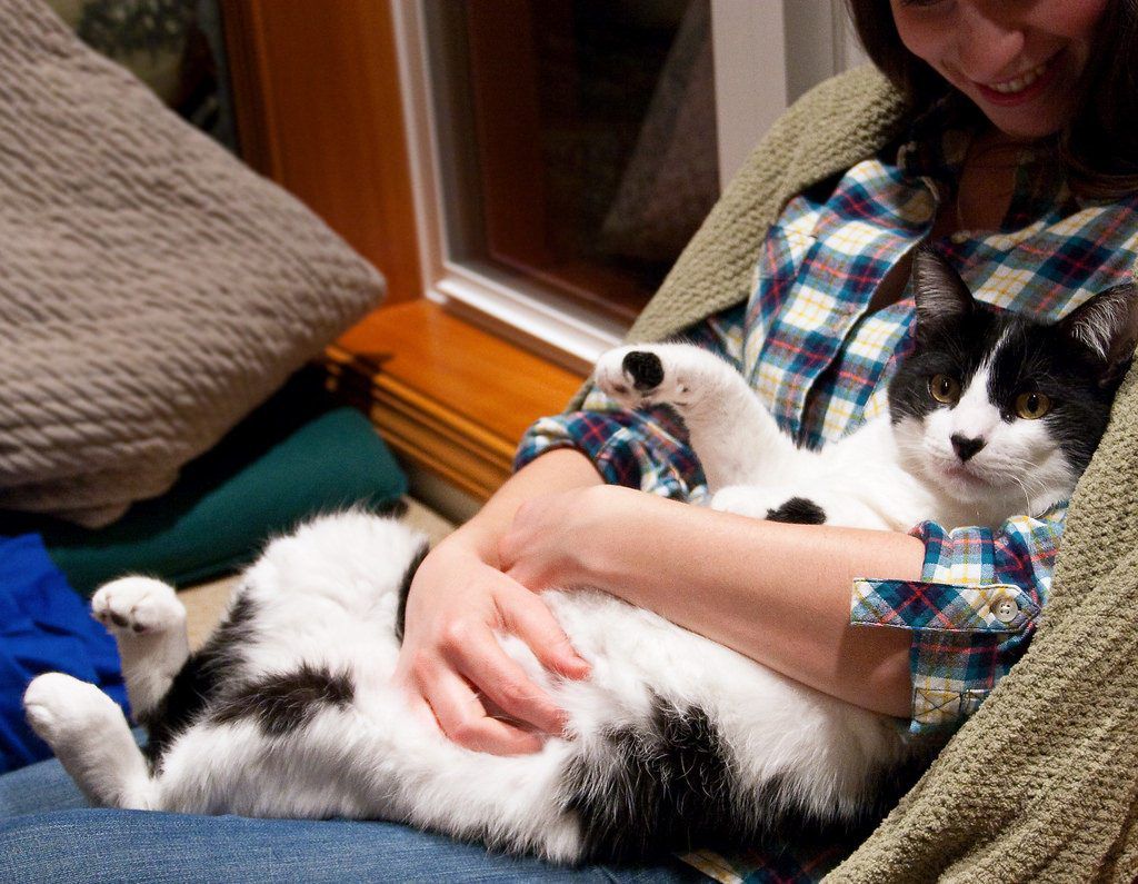 How Can You Tell If Your Cat Has Become a Part Of Your Family?