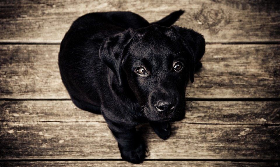 Do Puppy Dog Eyes Cause an Oxytocin Spike in the Dog and the Owner?