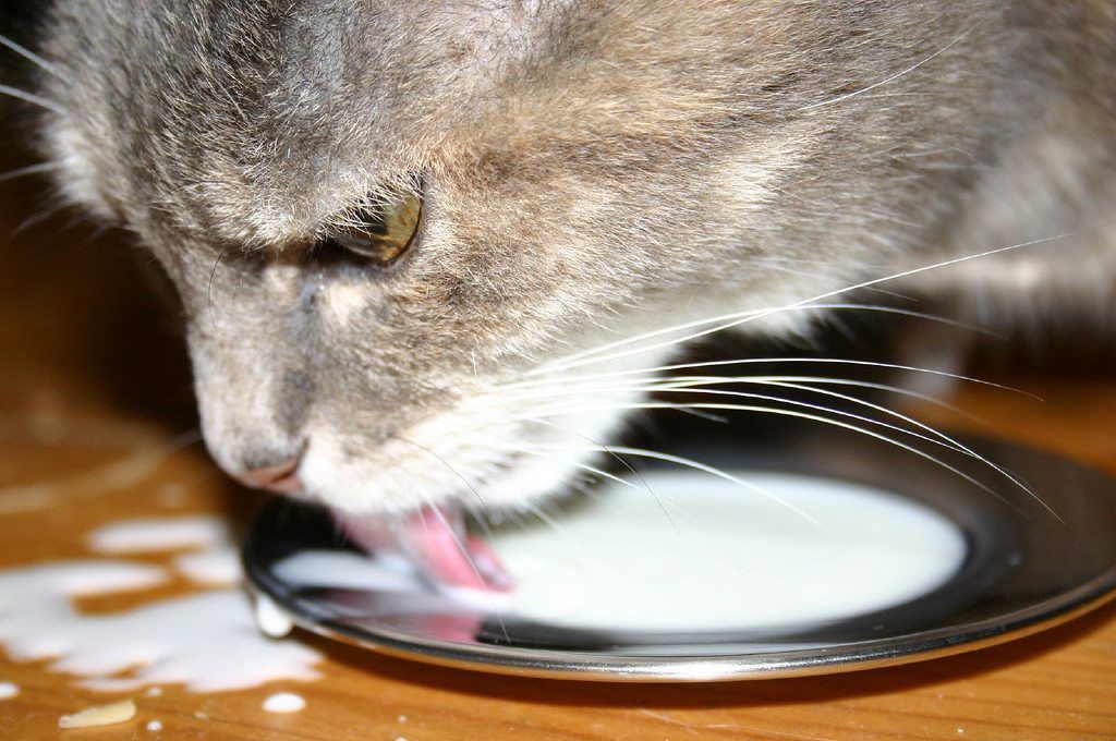 The Physics Behind Your Cat’s Tongue
