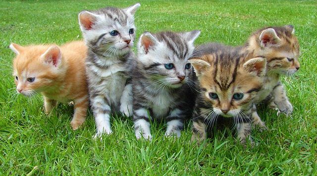 How to Select Cat Friendly Flora for Your Garden