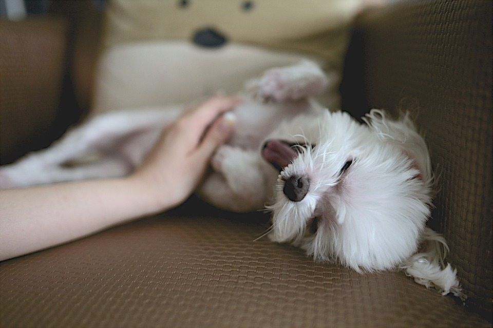 Does Your Dog Prefer a Belly Rub Over a Treat?