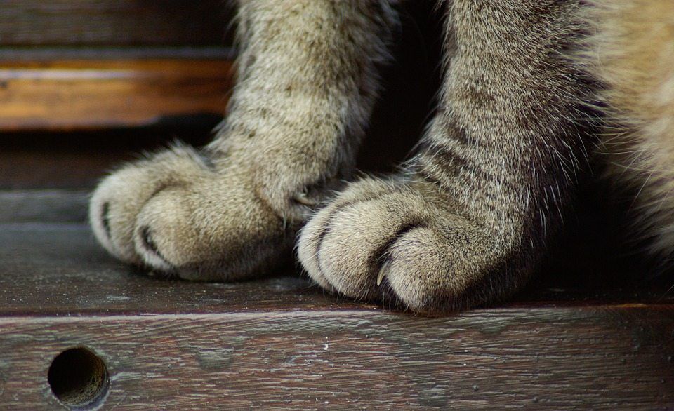 How to Trim Your Cat's Nails?