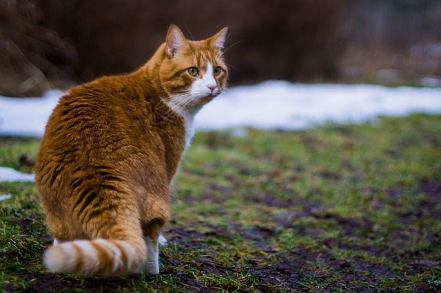 All You Need to Know About Managing Diabetes in Your Cat