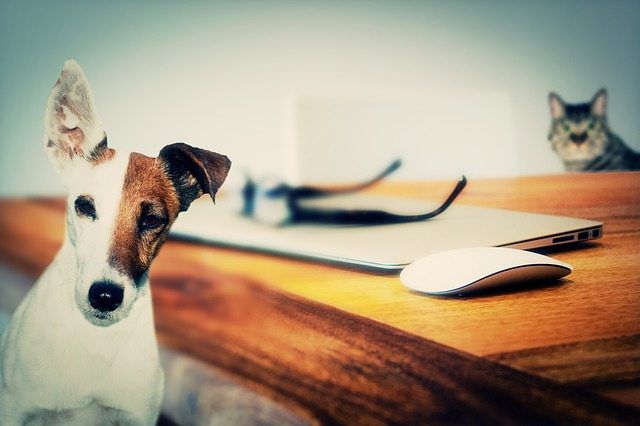 How to Convince Your Boss To Allow Your Dog at Work?