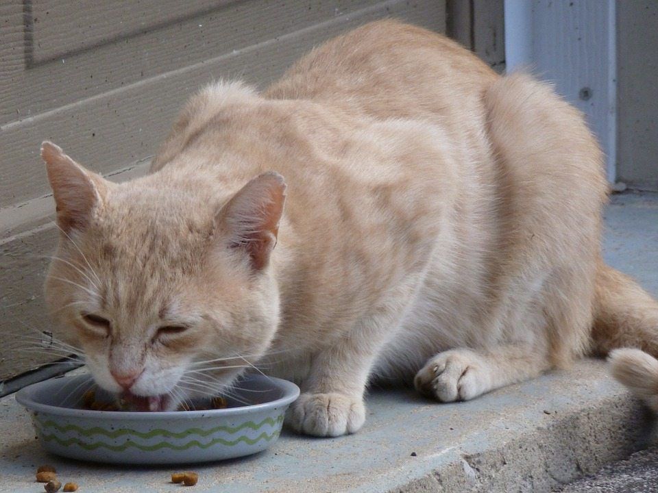 Canned food vs. fresh food: What to feed your pet?
