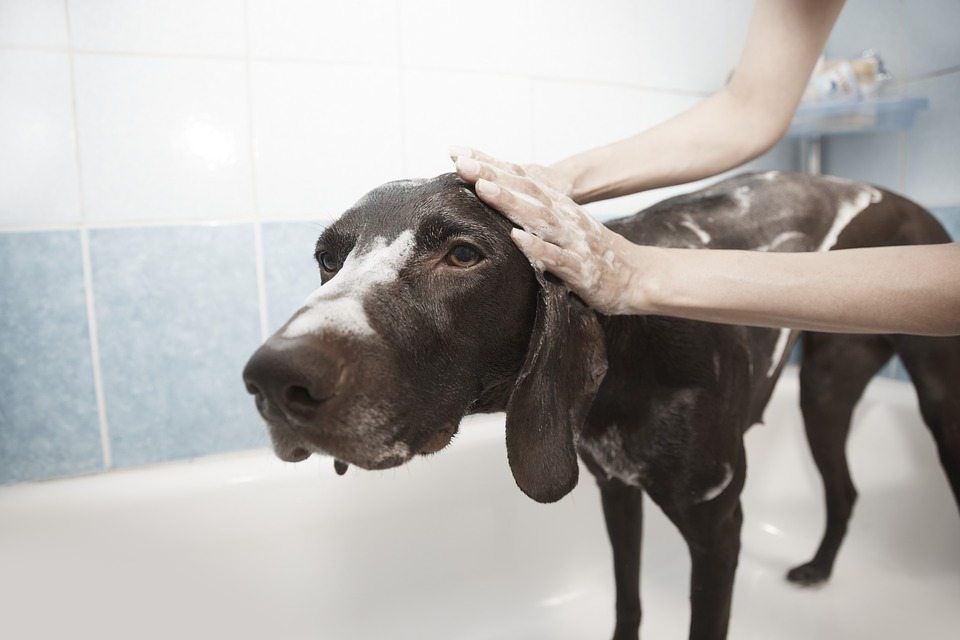 5 Things You Need To Know About Dog Grooming