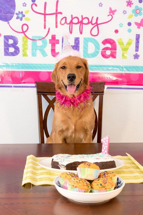 5 Tips To Host A Dog Party!
