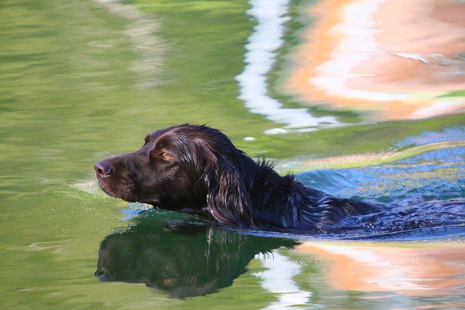 How To Maintain Your Dog’s Safety In Water?