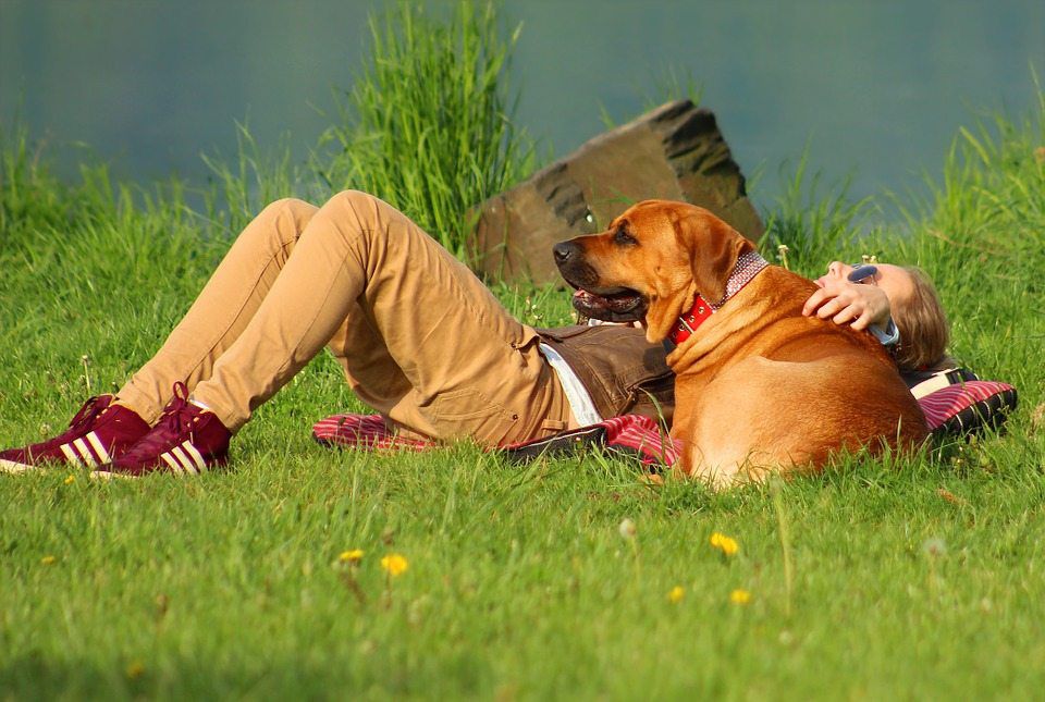Best Dog Friendly Vacation Spots In The US For Families PetCareRx