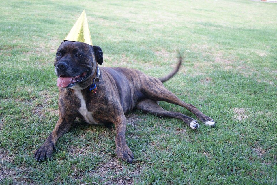 Is Your Dog’s Birthday around the Corner? Plan a Fun Birthday Party for Your Pet Buddy!