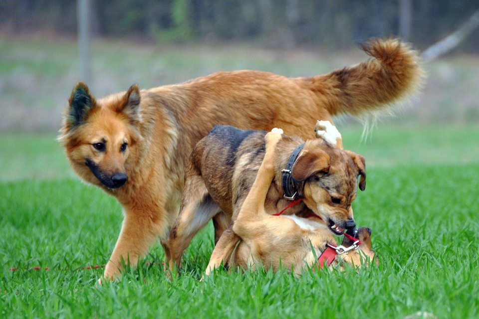 How Can I Introduce a New Dog to My Resident Dog?