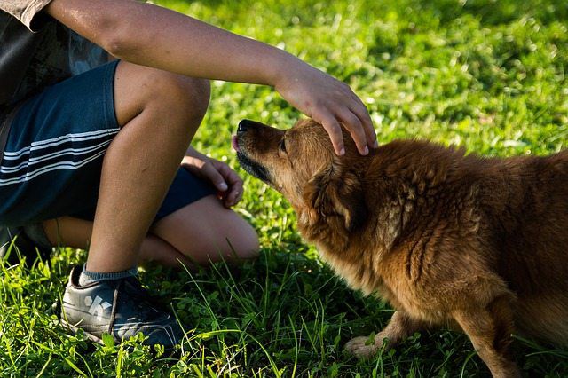 4 Touching Adoption Stories of Dogs | PetCareRx