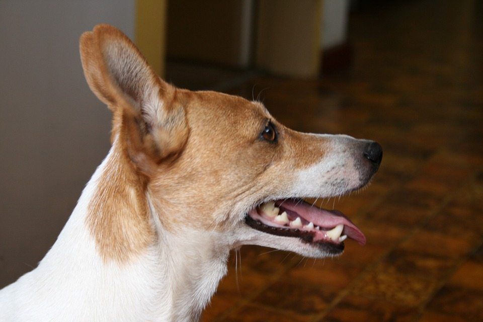 Why you need a Teeth Hygiene Routine for your Dog?