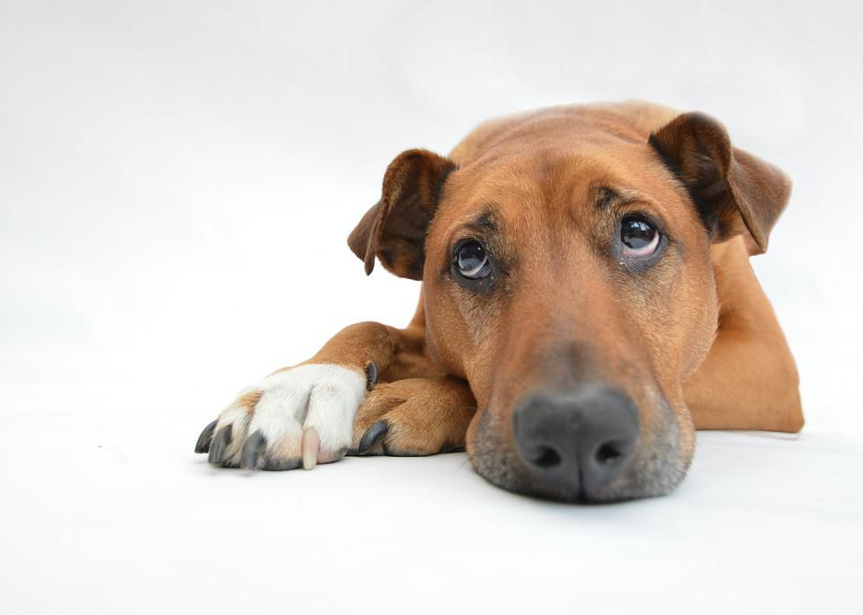 Tips To Cheer Up A Depressed Dog Petcarerx