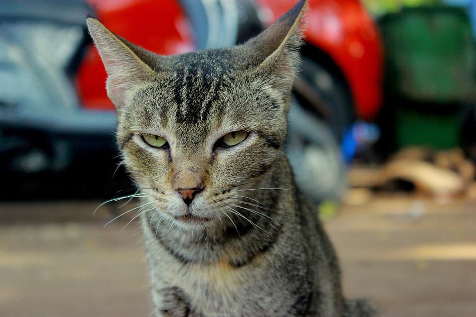 5 Signs Your Cat is Upset/Angry with You